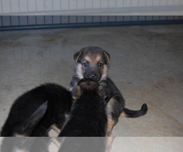 Medium Photo #25 German Shepherd Dog Puppy For Sale in BEULAVILLE, NC, USA