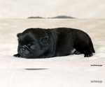 Small #7 Pug