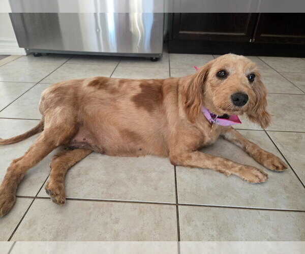 Medium Photo #5 Golden Retriever-Unknown Mix Puppy For Sale in Brights Grove, Ontario, Canada