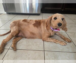 Kenna - Female Golden Retriever-Unknown Mix Dog for Adoption - Photo #5