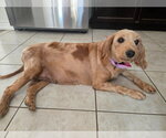 Small Photo #5 Golden Retriever-Unknown Mix Puppy For Sale in Brights Grove, Ontario, Canada