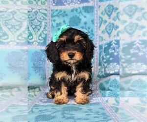 Cavachon-Poodle (Miniature) Mix Puppy for sale in CHRISTIANA, PA, USA