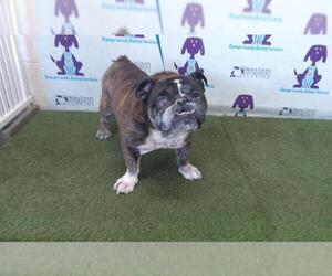 Bulldog Dogs for adoption in Orlando, FL, USA