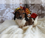 Image preview for Ad Listing. Nickname: Fudge