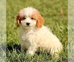 Small #2 Cavapoo