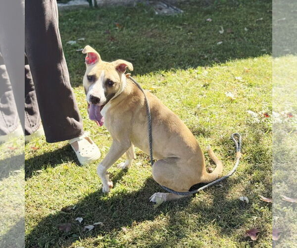 Medium Photo #3 American Bulldog-Unknown Mix Puppy For Sale in Perth Amboy, NJ, USA