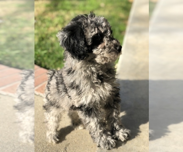 Medium Photo #1 Border Terrier-Poodle (Miniature) Mix Puppy For Sale in CHARTER OAK, CA, USA
