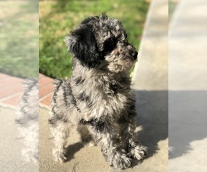 Father of the Border Terrier-Poodle (Miniature) Mix puppies born on 10/07/2019