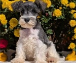 Small Photo #5 Schnauzer (Miniature) Puppy For Sale in GOSHEN, IN, USA