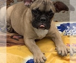 Small Photo #7 French Bulldog Puppy For Sale in DURANTS NECK, NC, USA