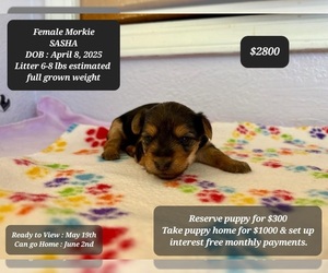 Morkie Puppy for sale in TUCSON, AZ, USA