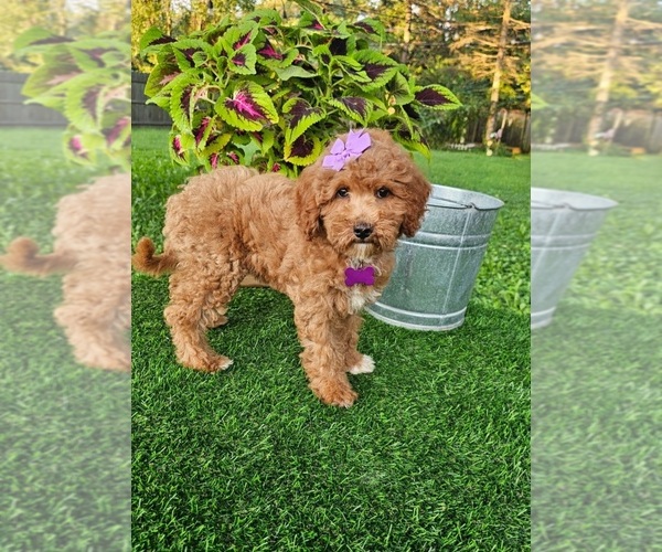 Medium Photo #4 Goldendoodle (Miniature) Puppy For Sale in INDIANAPOLIS, IN, USA