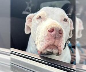 American Staffordshire Terrier Dogs for adoption in San Antonio, TX, USA