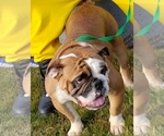 Small Photo #1 English Bulldog Puppy For Sale in BAY POINT, CA, USA