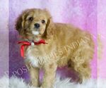 Small #2 Cavapoo