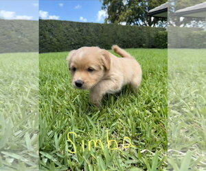 Labrador Retriever-Unknown Mix Dogs for adoption in Royal Palm Beach, FL, USA