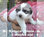 Small Photo #28 Great Pyrenees Puppy For Sale in HILLSVILLE, VA, USA