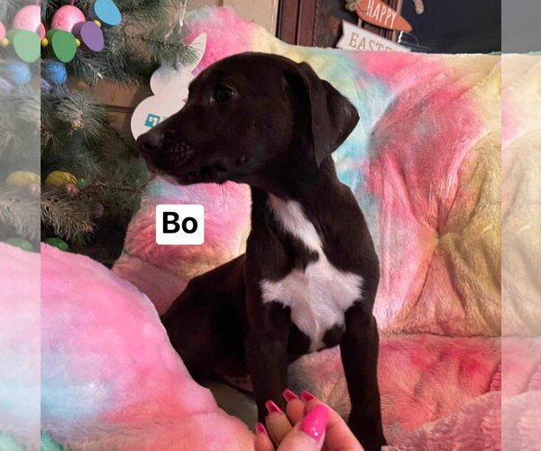 Medium Photo #4 Mutt Puppy For Sale in Ridgefield, CT, USA