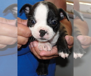 Medium Boston Terrier