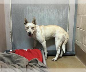 Medium American Pit Bull Terrier-Labrador Retriever Mix