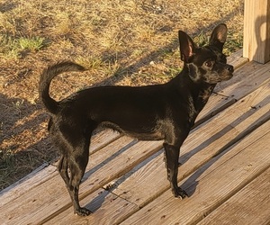 Chihuahua Puppy for sale in SANTA ANNA, TX, USA