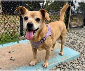 Beagle-Chihuahua Mix Dogs for adoption in Santa Cruz, CA, USA