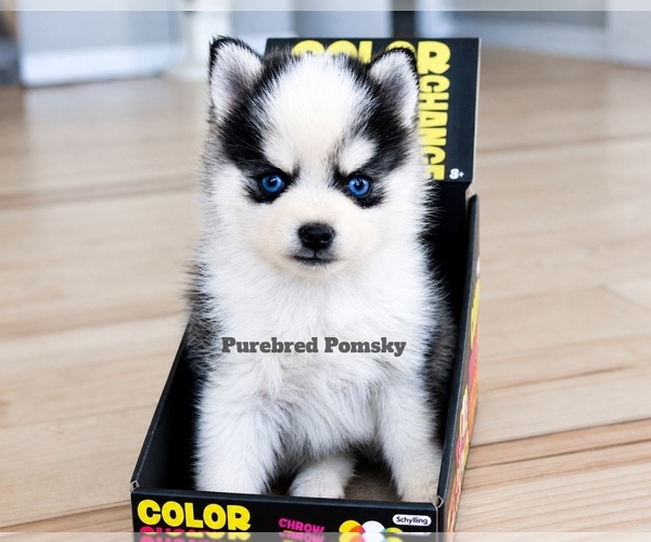 Medium Photo #1 Pomsky Puppy For Sale in KANSAS CITY, MO, USA