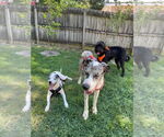 Small #1 Great Dane