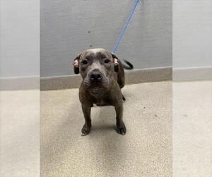 Mutt Dogs for adoption in Las Vegas, NV, USA