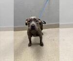 Small Mutt