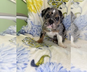 Free-Lance Bulldog Puppy for sale in RANDOLPH, MA, USA