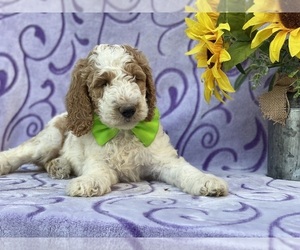 Goldendoodle Puppy for sale in LANCASTER, PA, USA