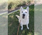 Small #1 Siberian Husky