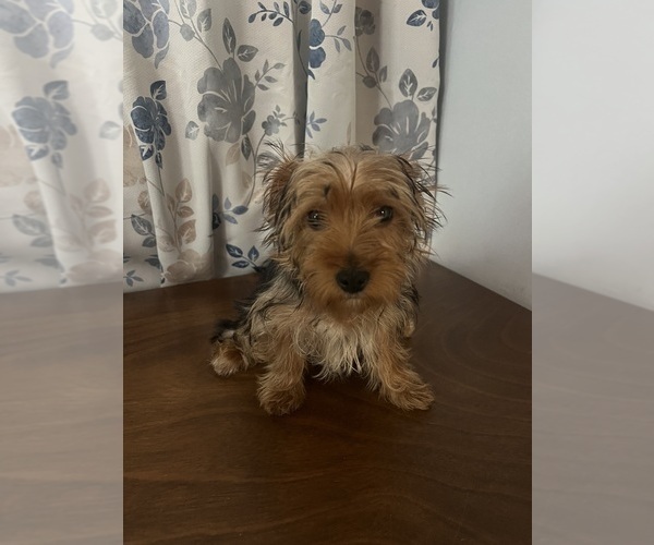 Medium Photo #17 Yorkshire Terrier Puppy For Sale in DURHAM, CT, USA