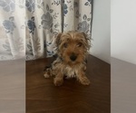 Small Photo #17 Yorkshire Terrier Puppy For Sale in DURHAM, CT, USA