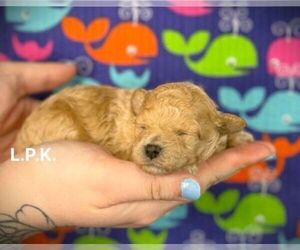 Poodle (Toy) Puppy for sale in WINNSBORO, LA, USA