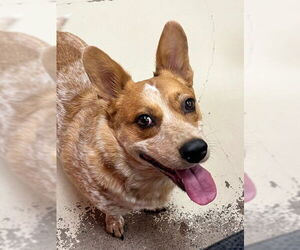 Pembroke Welsh Corgi-Unknown Mix Dogs for adoption in Webster, WI, USA
