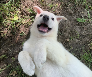 German Shepherd Dog Puppy for sale in LITHONIA, GA, USA