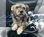 Small #1 Border Terrier Mix