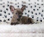 Small Photo #4 French Bulldog Puppy For Sale in PALOS VERDES ESTATES, CA, USA
