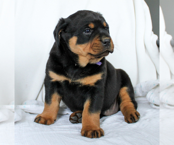 Medium Photo #4 Rottweiler Puppy For Sale in EAST EARL, PA, USA