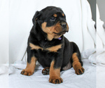 Small Photo #4 Rottweiler Puppy For Sale in EAST EARL, PA, USA