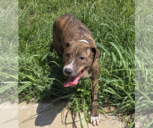 Medium Photo #6 Mountain Cur-Unknown Mix Puppy For Sale in Jackson, MS, USA