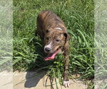 Small #5 Mountain Cur Mix