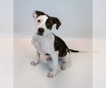 Small #5 Boxer Mix