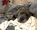 Small #7 American Pit Bull Terrier Mix