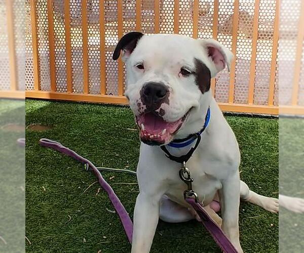 Medium Photo #2 Mutt Puppy For Sale in Las Vegas, NV, USA