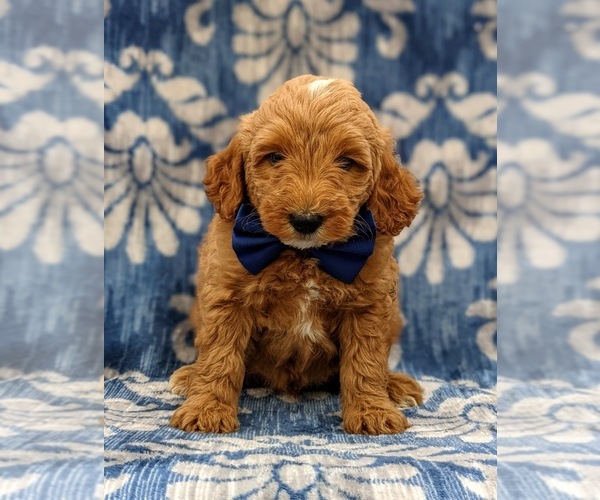 Medium Photo #8 Goldendoodle-Poodle (Miniature) Mix Puppy For Sale in LINCOLN UNIV, PA, USA