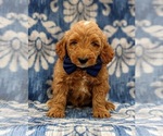 Small Photo #8 Goldendoodle-Poodle (Miniature) Mix Puppy For Sale in LINCOLN UNIV, PA, USA