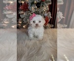 Small Photo #1 Zuchon Puppy For Sale in INDIANAPOLIS, IN, USA